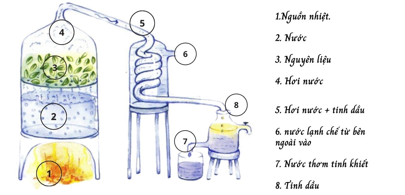 Cách chiết xuất hoa nhung 