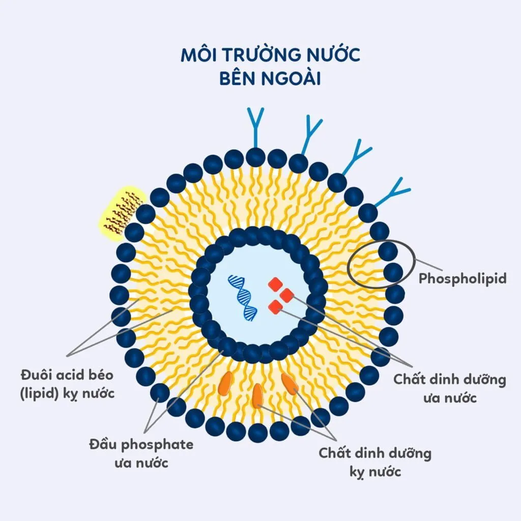 Cấu trúc của Liposome