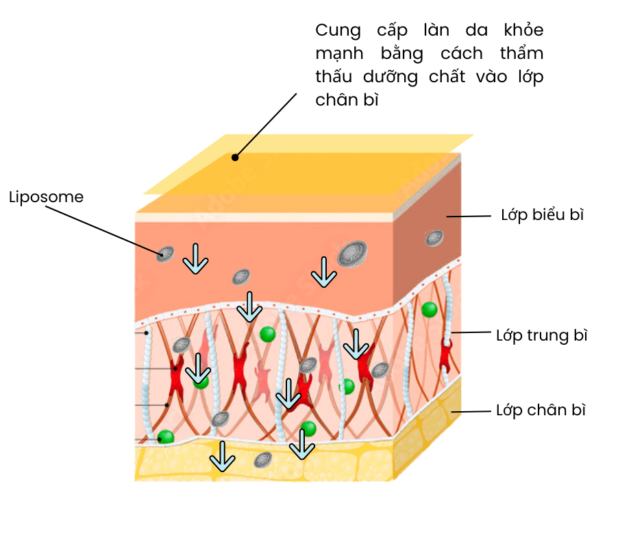 Ưu điểm của Liposome có trong mỹ phẩm