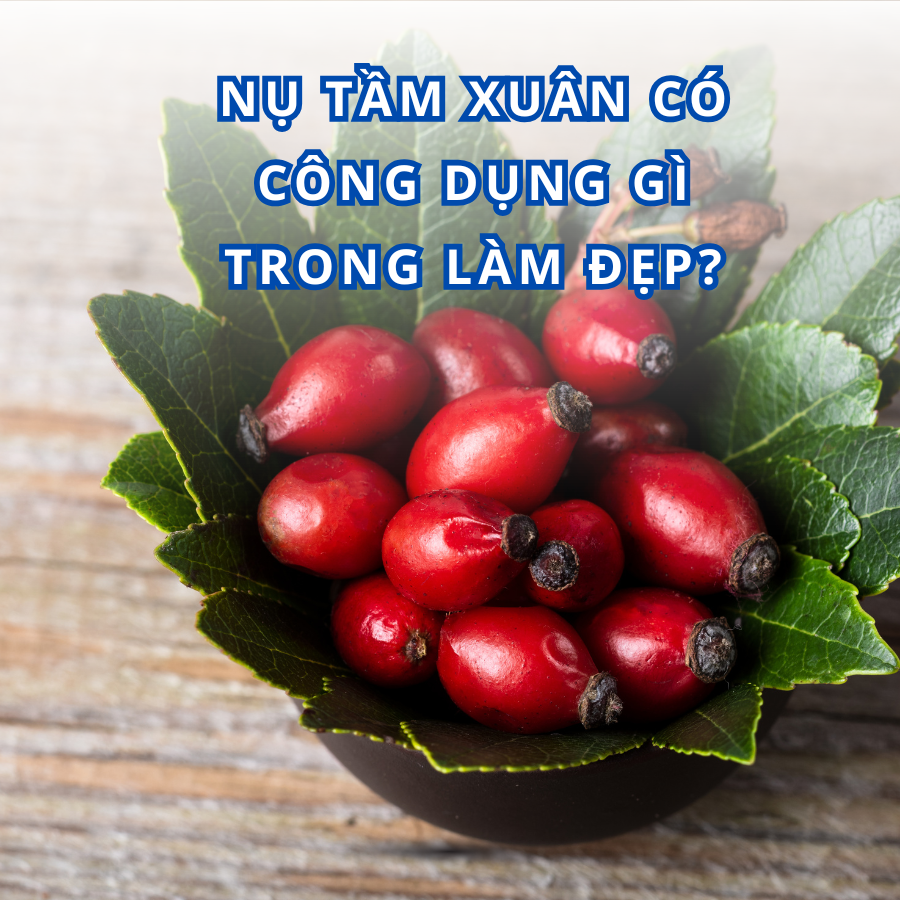 Gia công mỹ phẩm từ nụ tầm xuân