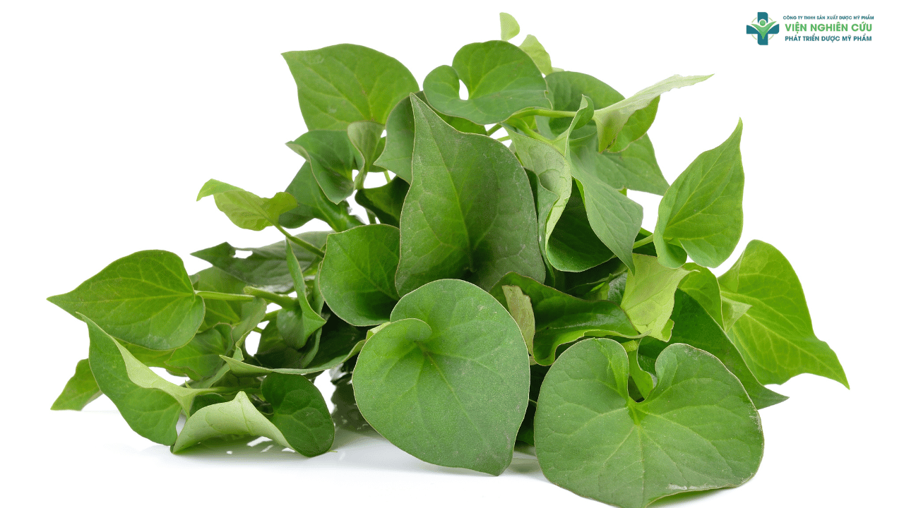 Phân tích bảng thành phần nổi bật trong Igreen diếp cá